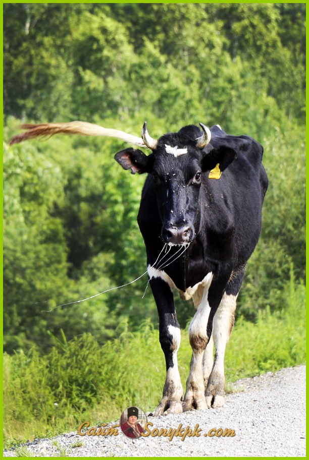 пятнистая корова черно белая