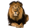 лев красивые фото, как нарисовать красивого льва, самый красивый лев, очень красивый лев