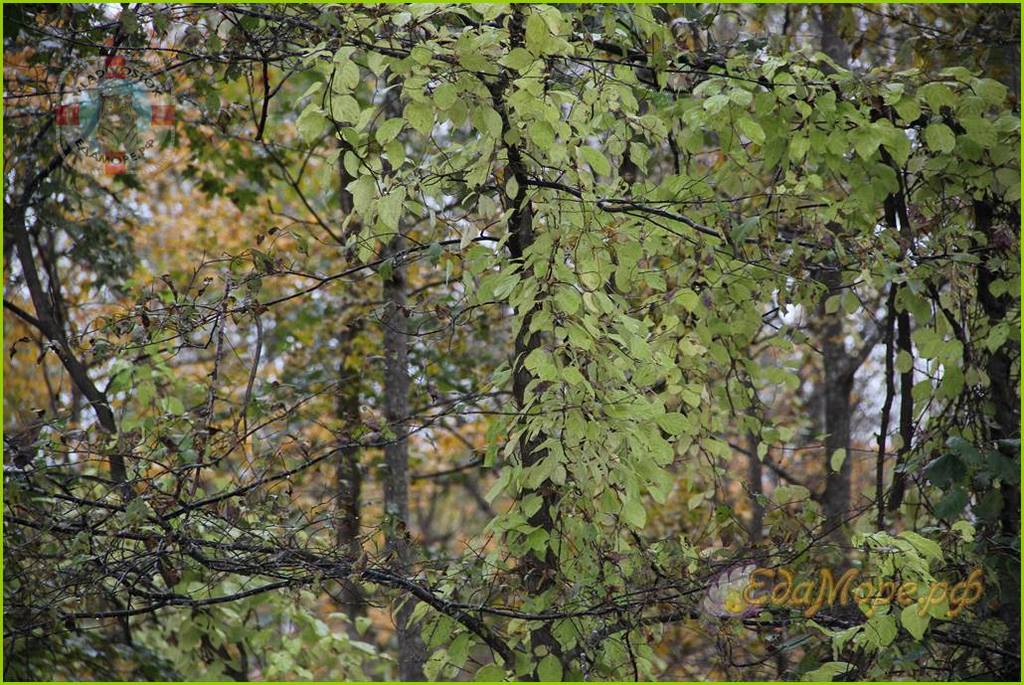 осенний лес, осенний лес картинки, осенний лес сочинение, тема осенний лес, фото осеннего леса, про осенний лес, красивый осенний лес, описание осеннего леса, краски осеннего леса, текст осенний лес, рассказ осенний лес, конспект осенний лес, осенняя фотосессия +в лесу, осенний лес рисунок, осенний день +в лесу, осенний русский лес, осенний лес какой, осенние цветы +в лесу, прогулка +по осеннему лесу