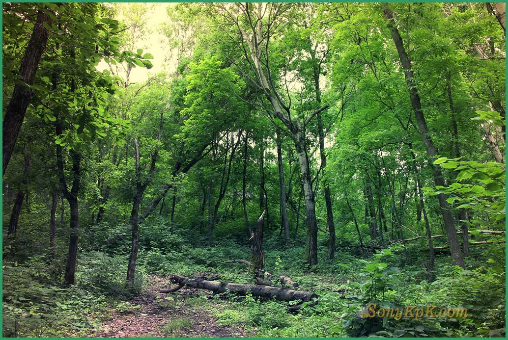 природа леса летом, фото леса летом, летом лес зеленый