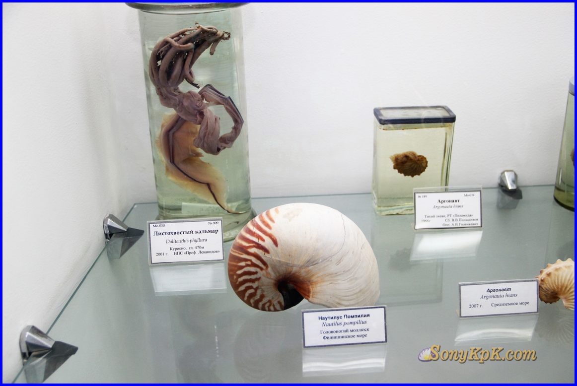 Океанариум, морской музей, музей, аквариум, Владивосток