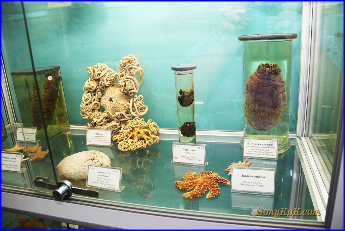 Океанариум, морской музей, музей, аквариум, Владивосток