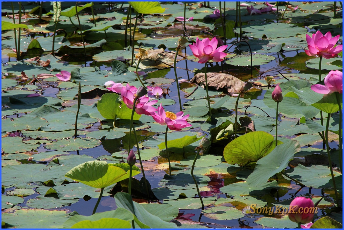 Но, даже если и замерзнет ил, что иногда случается, то семена лотосов через несколько лет отойдут и снова озеро покроется изумительным ковром этих прекрасных цветов.