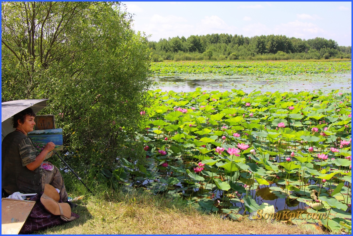 лотосовое озеро, озеро лотосов в волгоградской, озеро лотосов в волгоградской области
